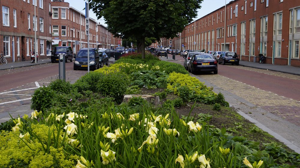 Haagse Hopjes Transvaal